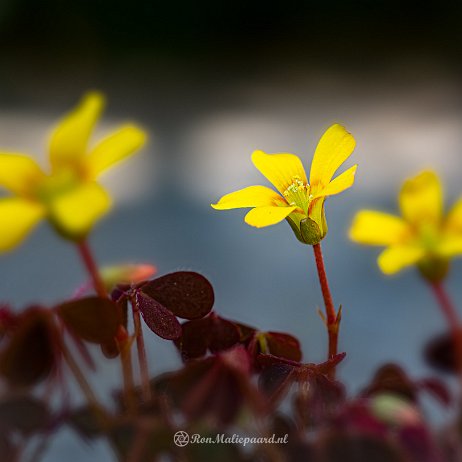 2022-04-24 - Gehoornde klaverzuring (Oxalis corniculata var. atropurpurea) , ook springklaver - 20220423 Kijfhoek DSC01775 - Instagram