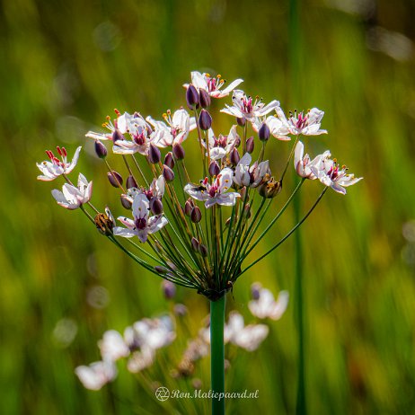 2022-09-19 - Zwanebloem (Butomus umbellatus) --DSC06492-ARW_DxO_DeepPRIME - Instagram null