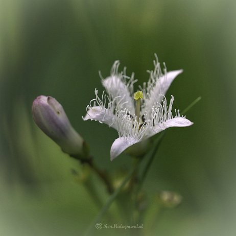 DSC00566-gigapixel-low_res-scale-2_00x flattened 1x1 (2)- insta - Waterdrieblad (Menyanthes trifoliata) - Watermark_1 Waterdrieblad (Menyanthes trifoliata)