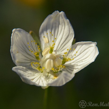 DSC00858 Parnassia (Parnassia palustris) - Tenellaplas, Oostvoorne