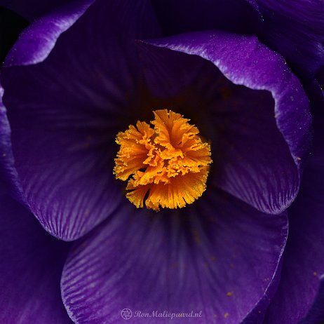 DSC08279 - Crocus - Watermerk