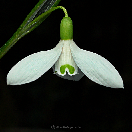 DSC08292- insta - Sneeuwklokje (Galanthus nivalis) - Watermark Sneeuwklokje (Galanthus nivalis)