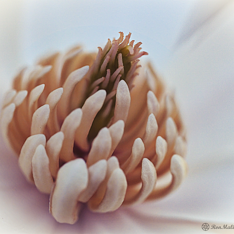 DSC09064- insta - Magnolia - Watermark Magnolia