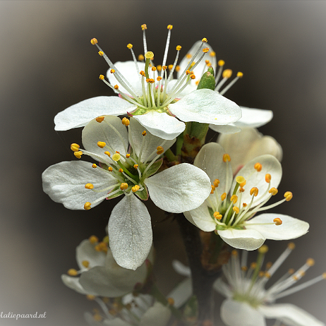 DSC09075- insta - Sleedoorn (Prunus spinosa) - Watermark Sleedoorn (Prunus spinosa)