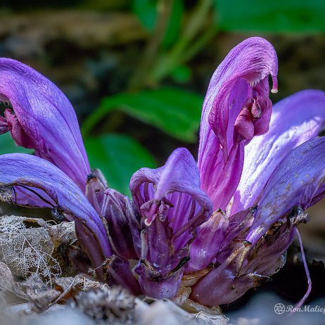 Paarse schubwortel (Lathraea clandestina) of Prachtschubwortel - 20220415 Tenellaplas DSC01545-1552 2022-04-16 13-55-07 Stacked (A,R8,S4)-2 - Instagram Paarse schubwortel (Lathraea clandestina) of Prachtschubwortel