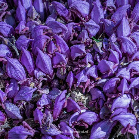 Paarse schubwortel (Lathraea clandestina) of Prachtschubwortel - 20220415 Tenellaplas Oostvoorne DSC01553 - Instagram Paarse schubwortel (Lathraea clandestina) of Prachtschubwortel