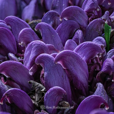 Paarse schubwortel (Lathraea clandestina) of Prachtschubwortel - 20220415 Tenellaplas Oostvoorne DSC01554-1561 - Stacked (A,R8,S4) - Instagram Paarse schubwortel (Lathraea clandestina) of Prachtschubwortel