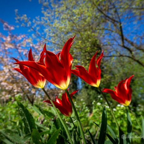 Tulpen - Trompenburg 20220418 - DSC01636 - Instagram-2 Tulpen in het Trompenburg Tuinen & Arboretumin Roterdam