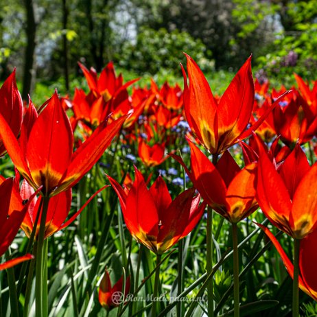 Tulpen - Trompenburg 20220418 - DSC01638 - Instagram null