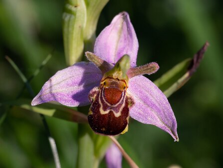 Orchideeen Orchideeën