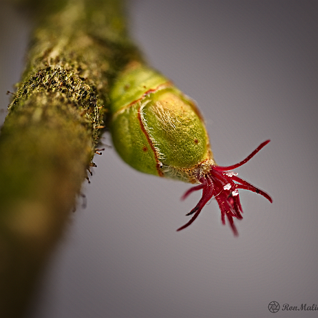 DSC07777-DSC07778 Hazelaar (Corylus avellana) ♀ - 2021-02-10 20-38-30 (C,Smoothing4)- insta - - Watermark Hazelaar (Corylus avellana) ♀