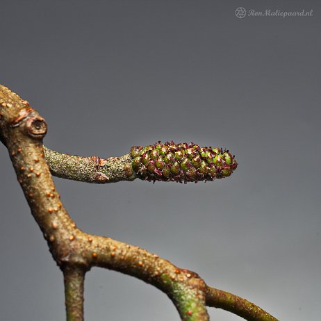 DSC08565 - Zwarte els (Alnus glutinosa) - Watermerk Zwarte els (Alnus glutinosa) ♀