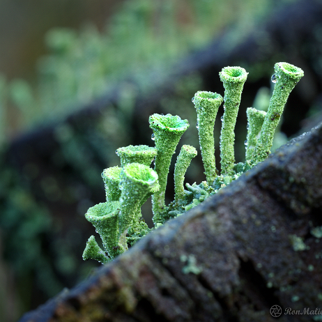 DSC06551- insta - Fijn bekermos (Cladonia chlorophaea) - Watermark Fijn bekermos (Cladonia chlorophaea)