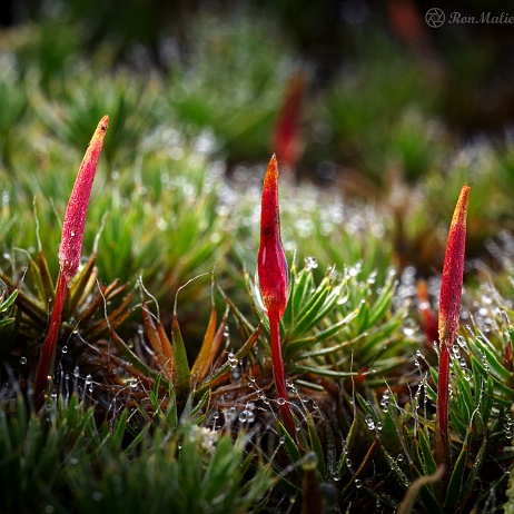 DSC06577- insta - Ruig haarmos (Polytrichum piliferum) - Watermark Ruig haarmos (Polytrichum piliferum)