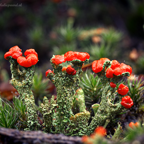 DSC06613+topaz- insta - Rood bekermos (Cladonia coccifera) - Watermark Rood bekermos (Cladonia coccifera)