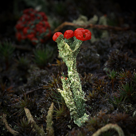 DSC06621+topaz- insta - Rood bekermos (Cladonia coccifera) - Watermark Rood bekermos (Cladonia coccifera)