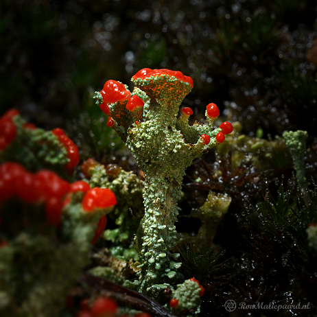 DSC06656+topaz- insta - Rood bekermos (Cladonia coccifera) - Watermark Rood bekermos (Cladonia coccifera)