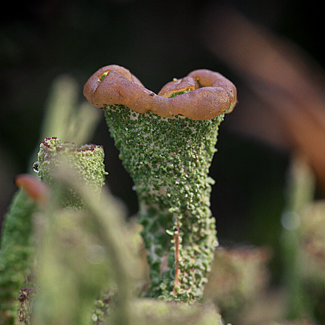 DSC07558-DSC07559 - 2021-02-22 21-02-16 (C,Smoothing4)- insta - Bruin bekermos (Cladonia grayi) - Watermark_1 Bruin bekermos (Cladonia grayi)