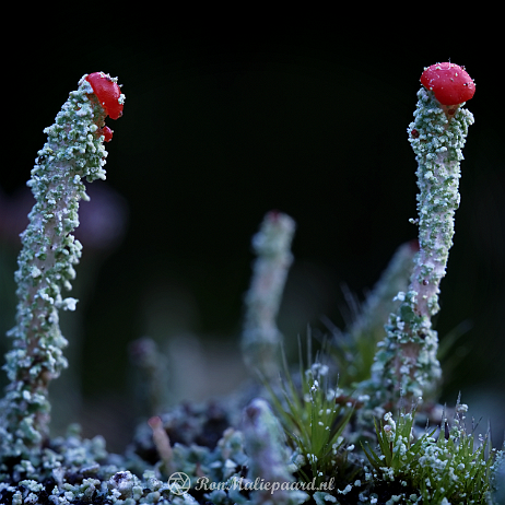 DSC07563-2- insta - Rode heidelucifer (Cladonia floerkeana) - Watermark Rode heidelucifer (Cladonia floerkeana)