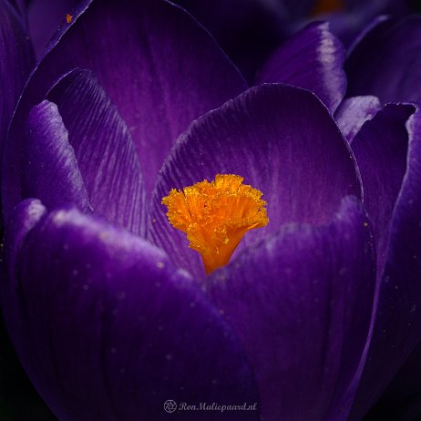 DSC08282 - Crocus - Watermerk