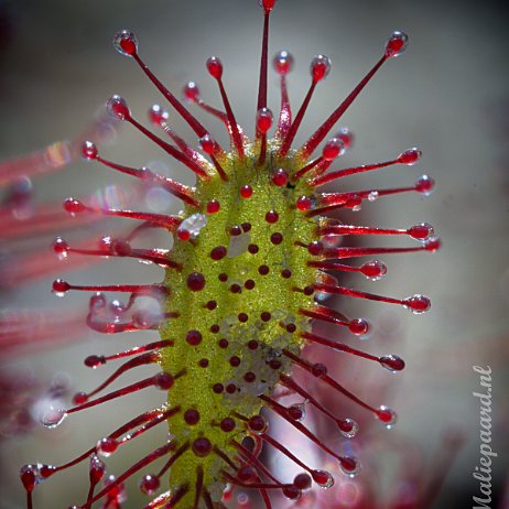 DSC01432 Kleine zonnedauw (Drosera intermedia)