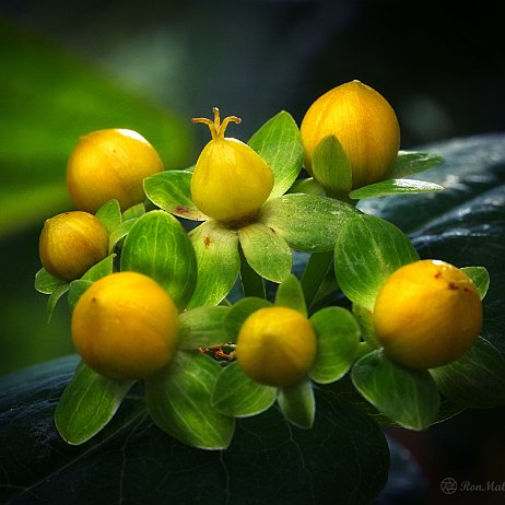 DSC05499-3 - FB - Hersthooi (Hypericum spec.) - Watermerk